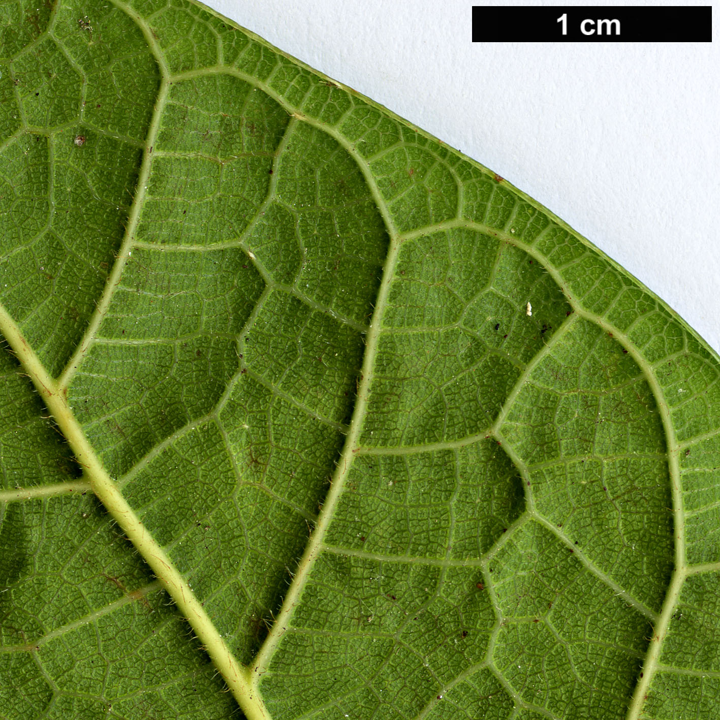 High resolution image: Family: Moraceae - Genus: Ficus - Taxon: sarmentosa - SpeciesSub: var. henryi High resolution image: Family: Moraceae - Genus: Ficus - Taxon: sarmentosa - SpeciesSub: var. henryi